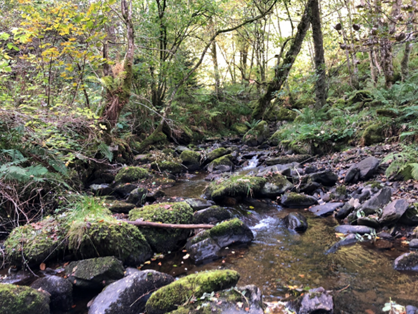 Part of the Inchewan Burn